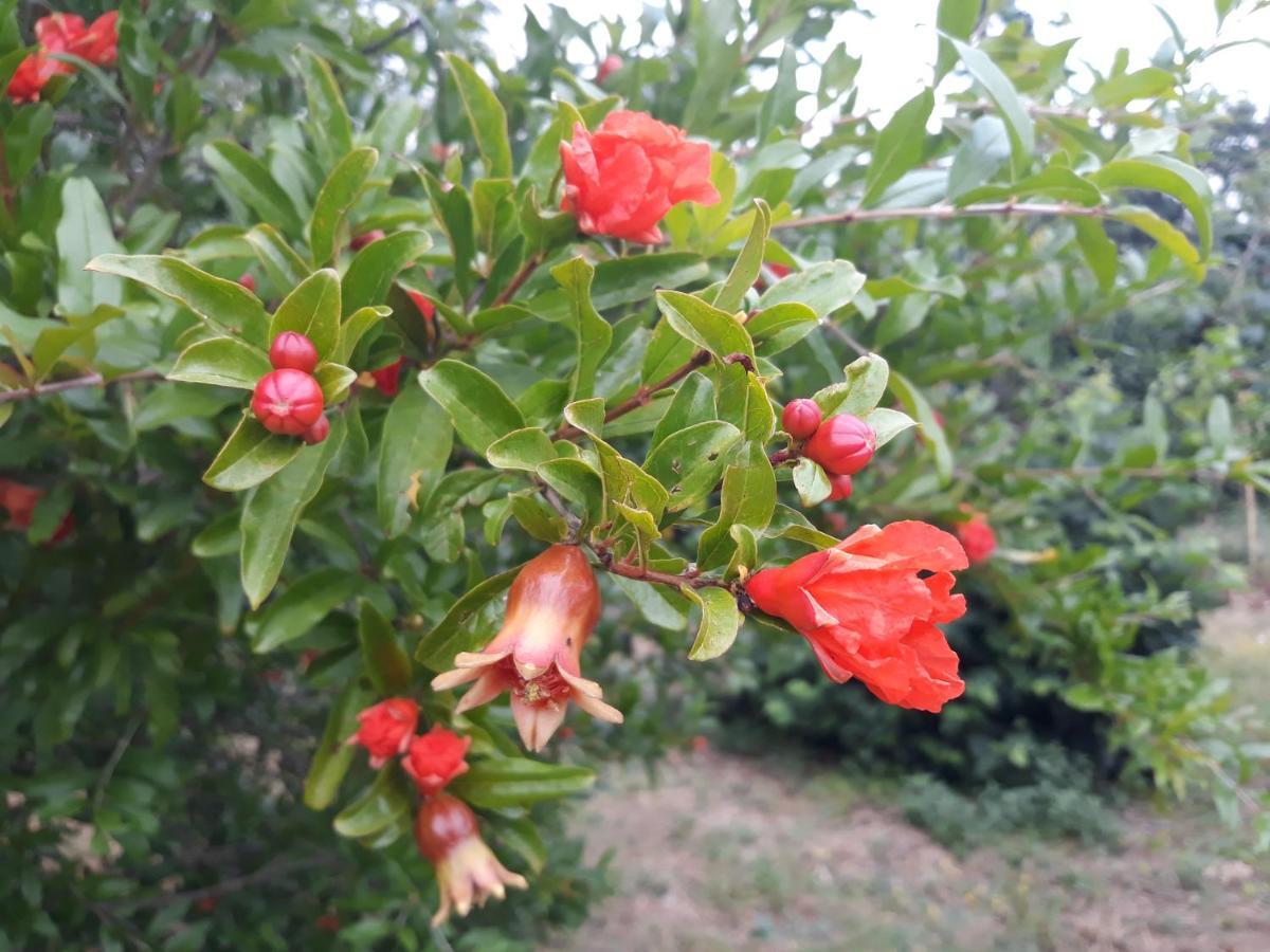 Vito & Maria Eco Friendly Accommodation بنجول المظهر الخارجي الصورة